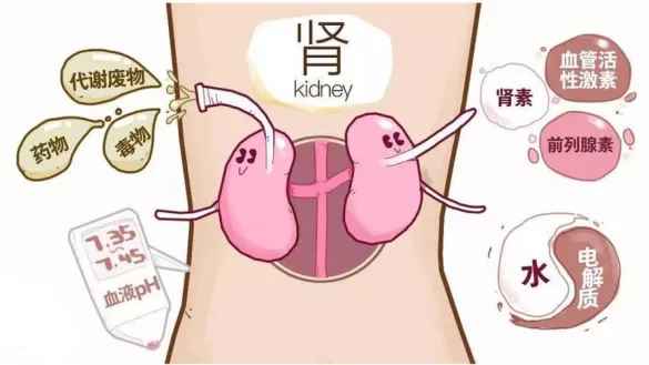 肾2.jpg