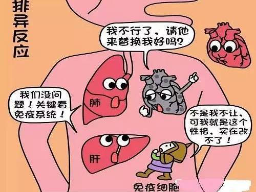 开启肾移植微观视界 | 逸超黑科技为您“移”路护航(图5)