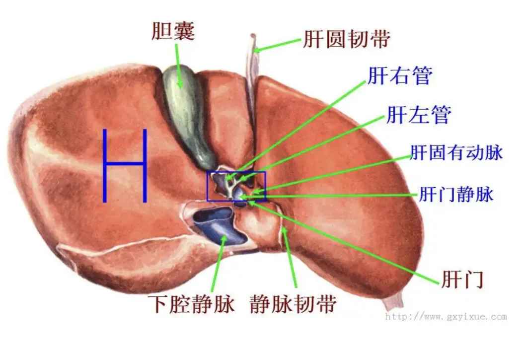 肝2.jpg