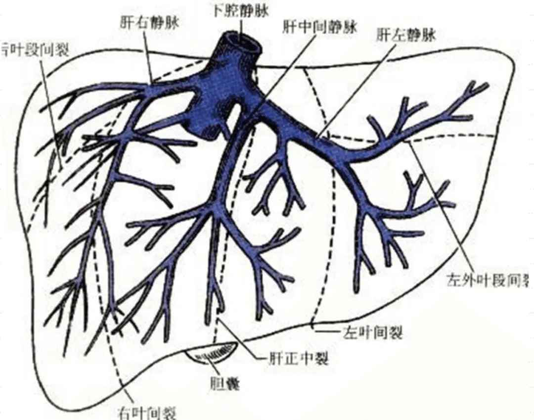 肝3.jpg