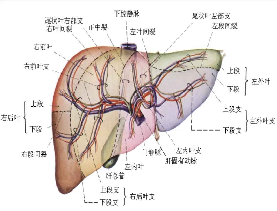 肝4.jpg