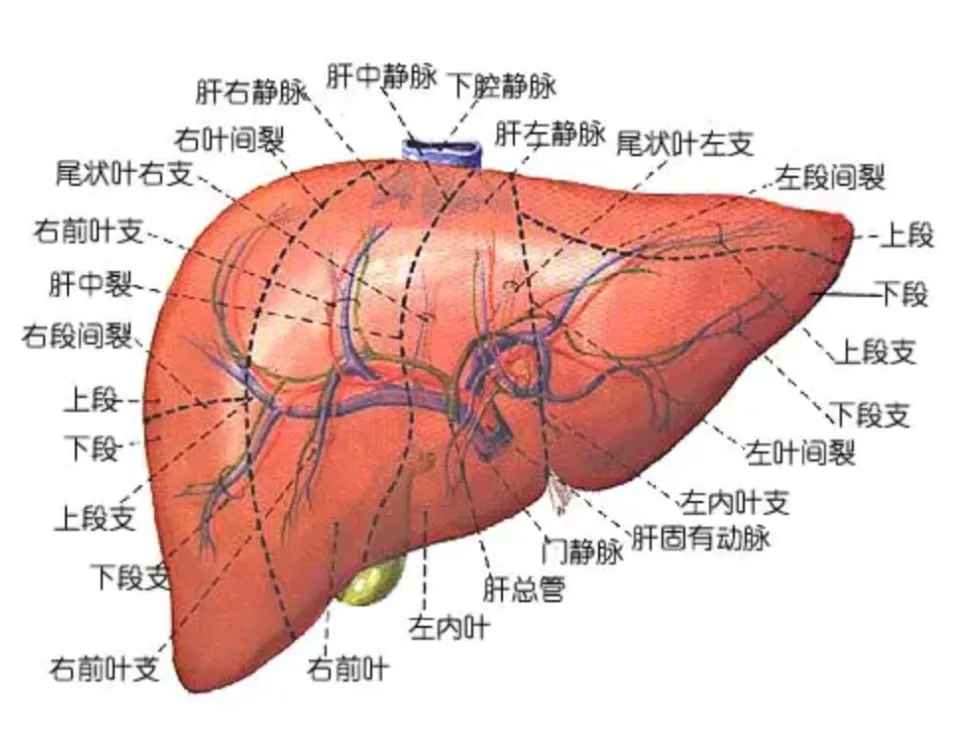 肝6.jpg