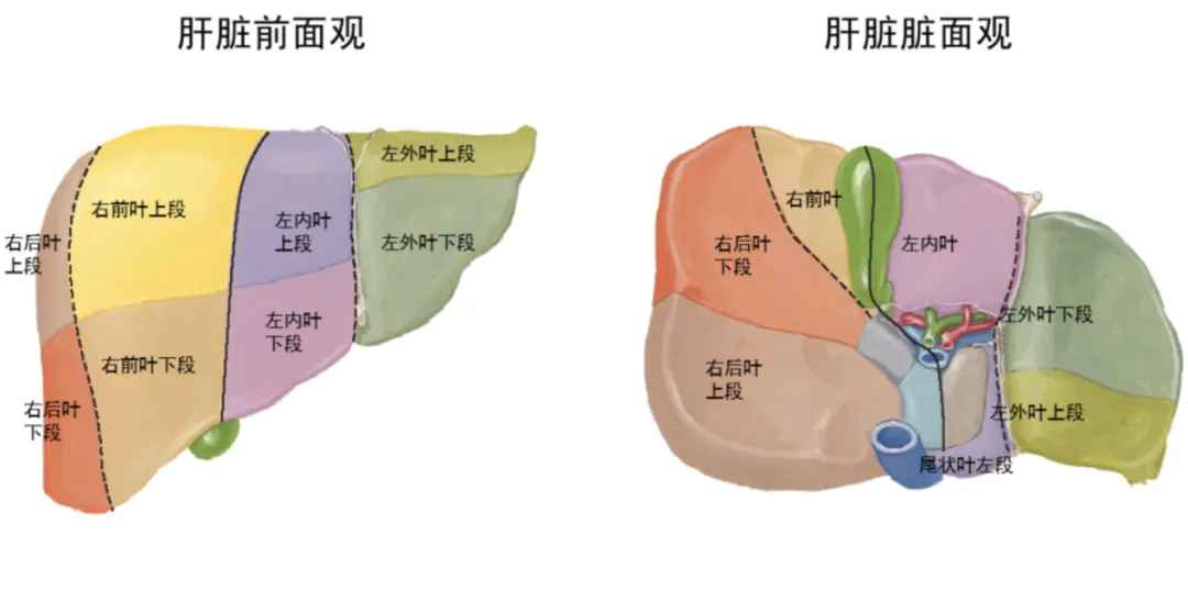 肝9.jpg