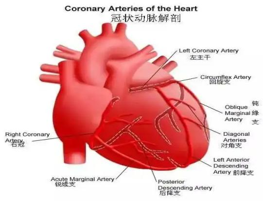 从近期“心源性猝死”高发看健康危机，您的冠脉还好吗？(图6)